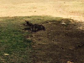 A warthog or wild pig enjoying the shade and relaxing in the park